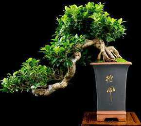 大型榕树盆景怎么过冬 榕树盆景如何过冬