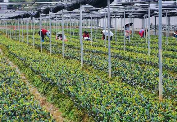 苗圃种植是什么行业 苗木属于什么行业