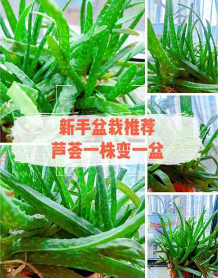 怎么保养芦荟怎么养殖 带刺的芦荟怎么养