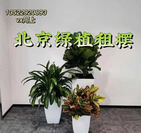 租摆服务属于什么服务 花卉租摆服务在税收分类中属于哪一类