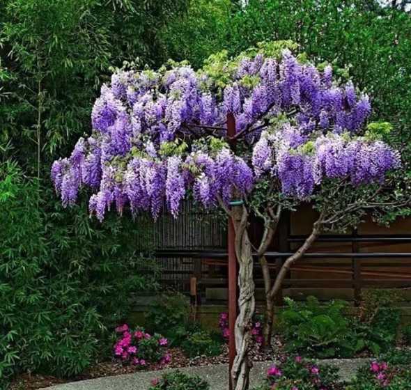 北方庭院花坛种什么花 在北方农村庭院适合种什么鲜花