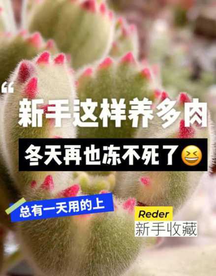 多肉冬天怎么保暖妙招 南方阳台养殖了很多多肉,降温后应该怎样给它们保暖呢