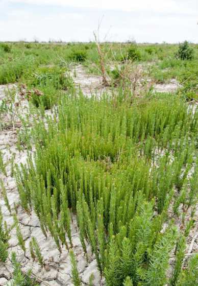 盐减涝洼地种植什么树 俄8樱桃配什么品种的授粉树