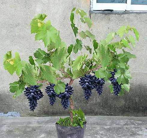 家养盆栽葡萄怎么养好 盆栽葡萄的养殖方法 怎样养好盆栽葡萄