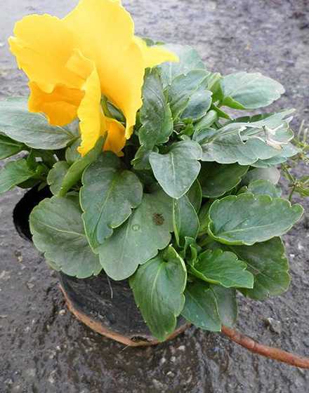 三色堇叶子黄是怎么样 植物冬天会怎么样