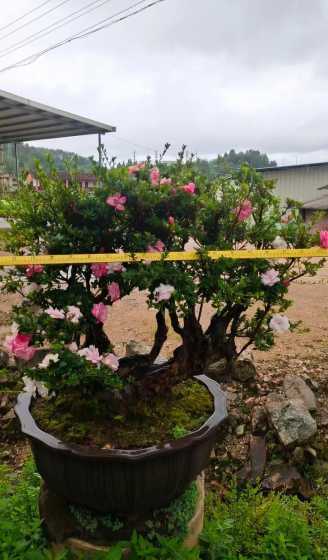 盆栽杜鹃花花后怎么办 盆栽的杜鹃花,夏季应该怎么养护避免死亡