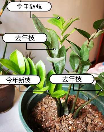 金钱树怎么培养根出来 金钱树快速生根方法