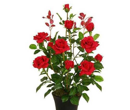 盆栽玫瑰的市场怎么样 现在开花店的前景和利润怎么样