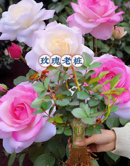 怎么样让玫瑰开的花多 怎么样才能让玫瑰花长得更好,花开得更大朵