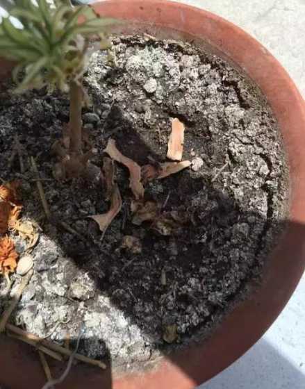 养花的土怎么变成酸性 怎么把北方的自来水弄成弱酸性水,养花用