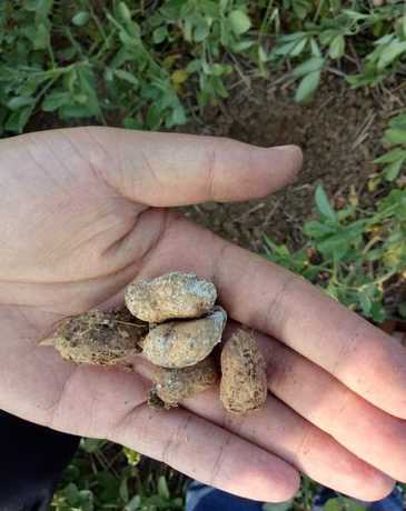 种的花籽为什么长白毛 墙角的牵牛花
