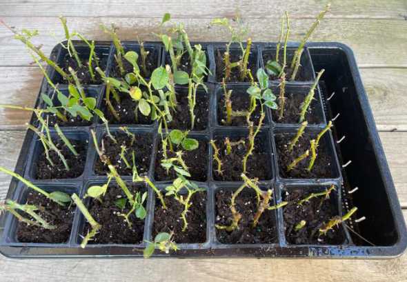 为什么玫瑰扦插苗移栽 玫瑰花插老苗还是插嫩苗好