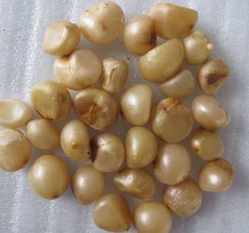 为什么君子兰种子不熟 君子兰的种子怎样算成熟了