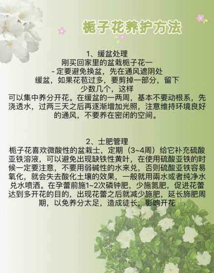 栀子花开完花后怎么养 栀子花开花多久凋谢,开完花怎么剪枝处理