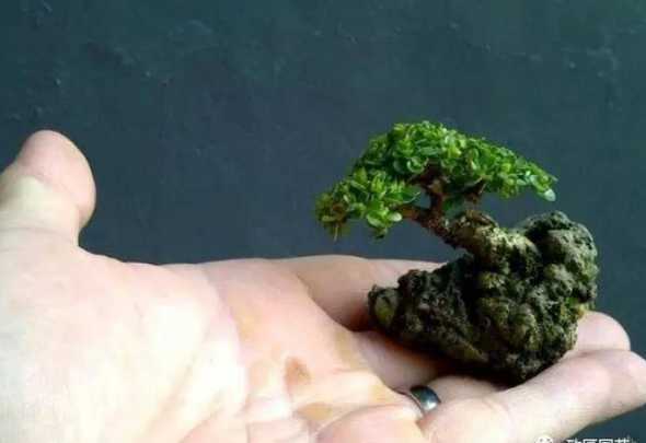 为什么盆景的树那么小 为什么一些大树做盆景就长不高