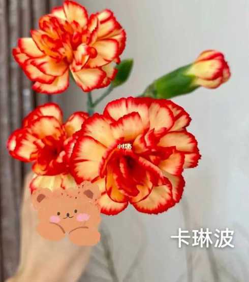 多头康乃馨怎么留种子 多头康乃馨怎么养开花(康乃馨绿植的养护方法)