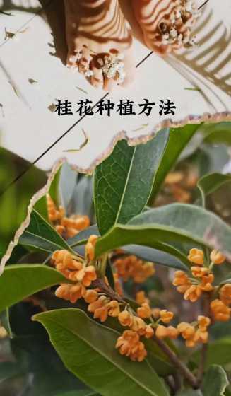 桂花在什么环境下生长 桂花适合在什么环境下生长