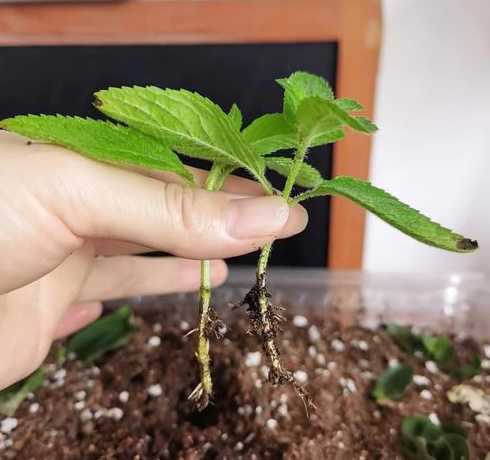 薄荷扦插繁殖用什么土 薄荷适合种在什么土中