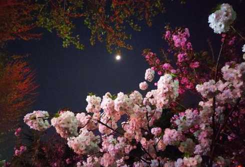 鲜花在晚上开花为什么 花在晚上几点开花
