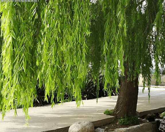 柳树什么时候种植技术 柳树的种植方法及时间