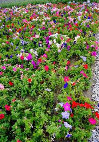 花多的地方被称作什么 女孩都喜欢鲜花,国内“花景”最多的地方是哪里