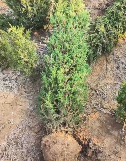 3米高的长塔柏多少钱 六米高的塔柏多少钱一颗
