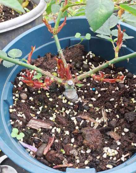 月季花压枝起什么作用 月季花压枝方法