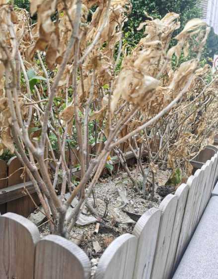 冬天树木花草枯萎的原因 花草树木是如何过冬的