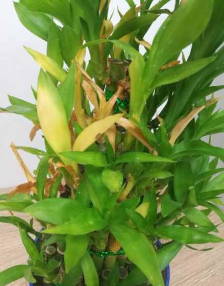 竹子盆栽发霉怎么处理 盆栽竹子发黄怎么补救