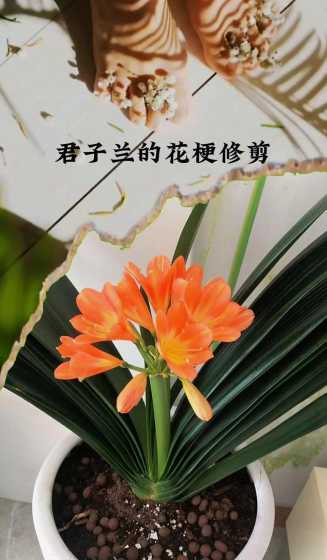 君子兰花谢后怎么剪梗 君子兰花谢后花梗怎么剪有图片吗