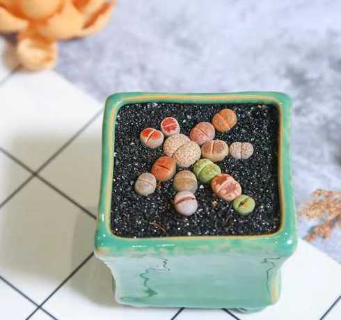 生石花适合什么花盆 生石花用什么盆