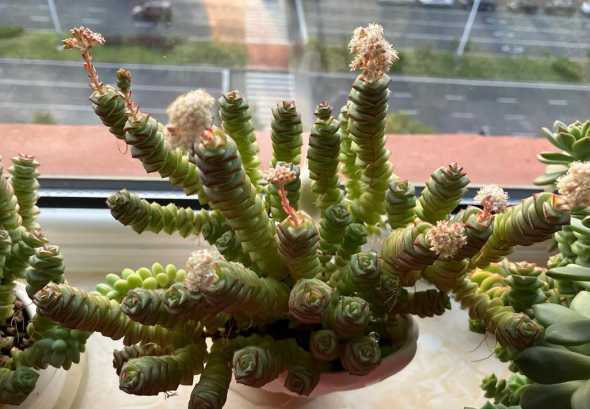 钱串子花开花为什么臭 钱串子开花有什么预兆