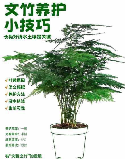 文竹为什么不能放客厅 文竹可以放客厅吗文竹放家里吉利吗(寓意美好)