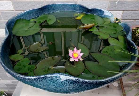 怎么让盆栽莲花多开花 让盆栽花卉多开花的方法
