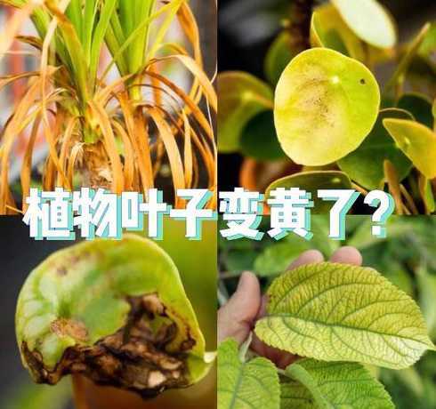 室内盆栽黄叶什么原因 盆栽植物叶子发黄是什么原因