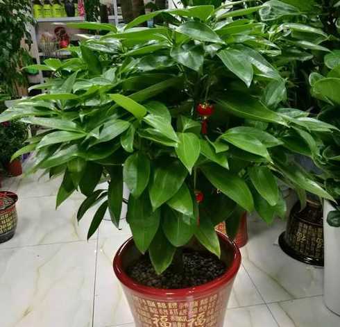 过年家里适合摆什么树 过年好意头的花树有哪些