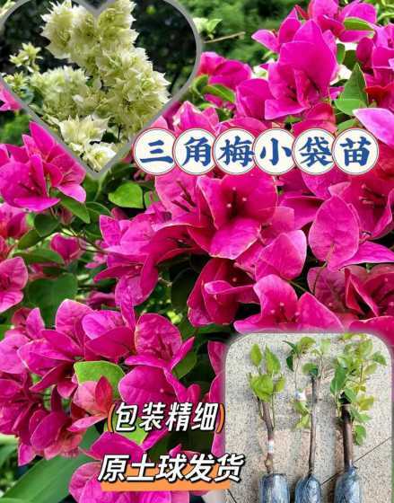 三角梅苗多少钱一颗6 三角梅小苗多少钱一棵三角梅小苗哪里有卖的