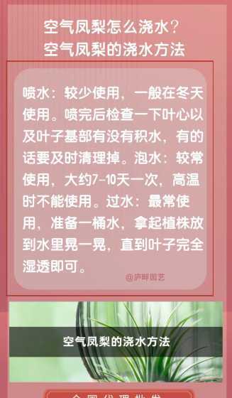 夏季空气凤梨怎么浇水 空气凤梨怎么浇水