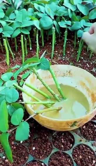 玫瑰在水里怎么培养根 没有根的玫瑰放水里能生根么