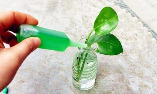 自制花草营养液配水比例 家庭怎样配制浇花喷撒的营养液