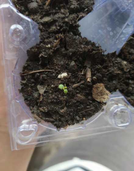 草莓幼芽是什么样子的 草莓幼苗长什么样子图片