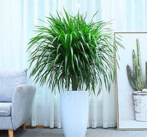 有什么名贵的室内盆栽 十大名贵花卉家庭盆栽推荐