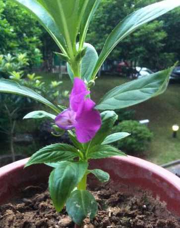仙剑开什么颜色花好看 《仙剑奇侠传》仙霞派没有哪种花