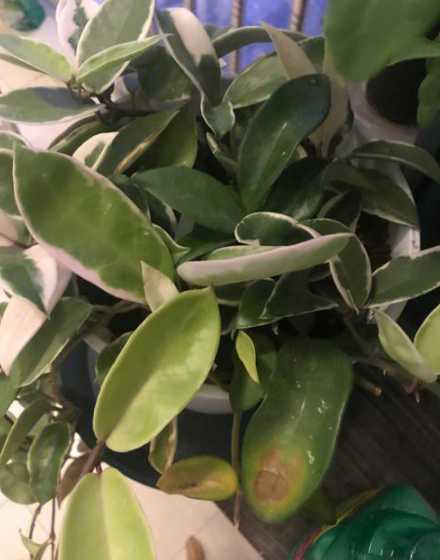 球兰叶子发黄软怎么办 球兰叶子变软怎么办