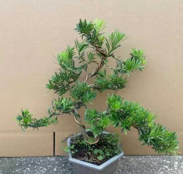 罗汉松什么时候造型好 罗汉松造型最佳时间