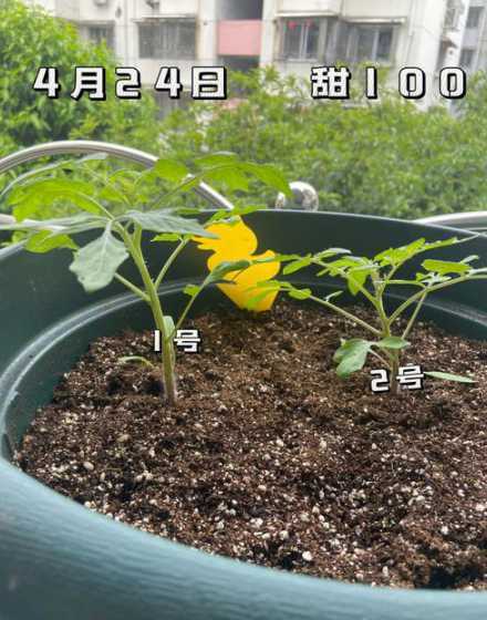 西红柿里种子怎么种植 西红柿种子怎么种植方法