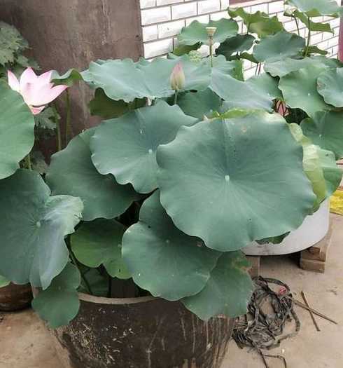 家养荷花冬季怎么存放 荷花不吉利原因 家养荷花有什么忌讳吗
