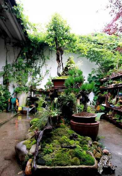 中式庭院适合什么绿植 门口种什么树对风水好