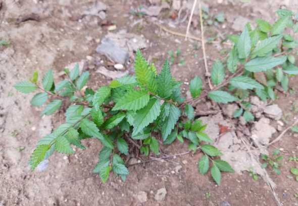 榆树幼苗什么时候修剪 新种的树苗什么时候可以施肥