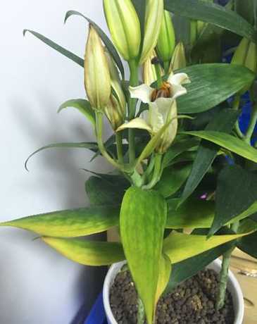 养的花为什么有细有黄 为什么有的花是黄色的